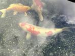 Koi, Dieren en Toebehoren, Karper of Koi