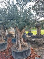Prachtige exclusieve olijfboom, Olijfboom, Ophalen of Verzenden