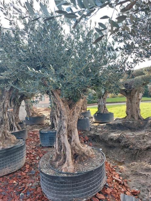 Magnifique olivier exclusif, Jardin & Terrasse, Plantes | Arbres, Olivier, Enlèvement ou Envoi