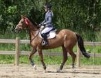 19j wandelpaard, Dieren en Toebehoren, Merrie, Gechipt, Niet van toepassing, 160 tot 165 cm