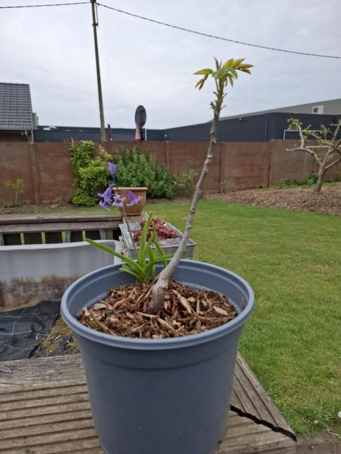 Okkernoot boom, Tuin en Terras, Planten | Bomen, Bolboom, 400 cm of meer, In pot, Ophalen