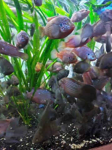 Voor de grotere aquaria: 30 volwassen Hemichromis lifalili beschikbaar voor biedingen