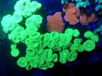 Fluo groene Caulastrea koraal, Enlèvement