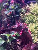 Crystal red caridina garnaal., Dieren en Toebehoren, Kreeft, Krab of Garnaal, Zoetwatervis