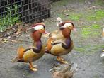 Rode mandarijneenden, Dieren en Toebehoren, Meerdere dieren, Eend