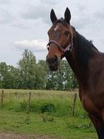 Huis gekocht waar paarden kunnen gestald worden, Immo, Direct bij eigenaar