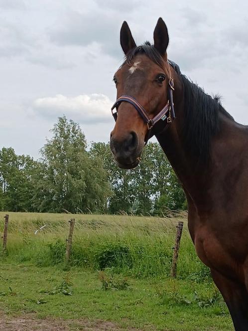 Huis gezocht waar paarden kunnen gestald worden, Immo, Huizen te huur, Direct bij eigenaar