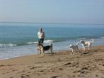 gardien d'animaux et gardien de maison, Vacances