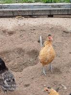 krielkippetjes: jonge hennen 2025, Kip