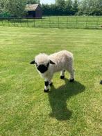 Walliser schwarznase ooilam Qaro, Schaap, Vrouwelijk, 0 tot 2 jaar