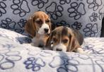 Beagle pups, Dieren en Toebehoren, Beagle, 8 tot 15 weken, Buitenland, CDV (hondenziekte)