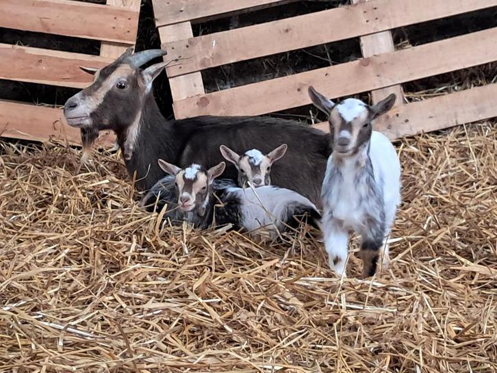 Choco tan dwerggeit mieke, Dieren en Toebehoren, Schapen, Geiten en Varkens