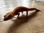 GECKO LÉOPARD, DIAMANT ROUGE, ÉCLIPSE DE PH, Animaux & Accessoires, Lézard, Domestique, 0 à 2 ans