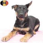 Duitse Herder (Korthaar) Belgische pups te koop, België, Handelaar, CDV (hondenziekte), 8 tot 15 weken