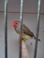 Binsenastrilde man, Dieren en Toebehoren, Vogels | Overige Vogels, Mannelijk, Tropenvogel, Geringd