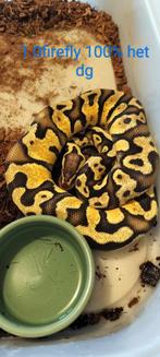 ball python 1.0 firefly het DG, Dieren en Toebehoren, Slang, Tam, 0 tot 2 jaar