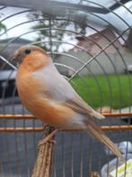 Goudvink bruinpastel split geel/wit '24, Dieren en Toebehoren, Mannelijk, Wildzangvogel, Geringd