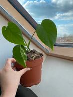 Monstera deliciosa variegata, Huis en Inrichting, Kamerplanten, Ophalen