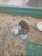 3 russische dwerghamsters mogen nest verlaten, Dieren en Toebehoren, Knaagdieren, Meerdere dieren, Hamster, Tam