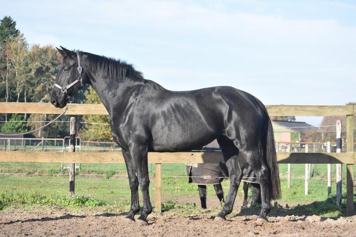Bloedmooie , gitzwarte , correcte Kjento x Lord Leatherdale, Dieren en Toebehoren, Paarden, Merrie, B, 170 tot 175 cm, 3 tot 6 jaar