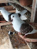 Sierduifjes, Dieren en Toebehoren