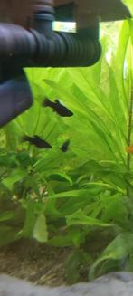 Black Molly, Dieren en Toebehoren, Vissen | Aquariumvissen