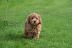 Exclusieve Poedel pups 🐩🐾🌟, Dieren en Toebehoren, Honden | Chihuahua's en Gezelschapshonden, Poedel, België, 8 tot 15 weken