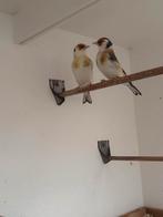 Putters Distelvinken, Dieren en Toebehoren