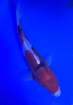 Doitsu Sanke - 21cm - Maruhide, Dieren en Toebehoren, Vissen | Vijvervissen, Karper of Koi