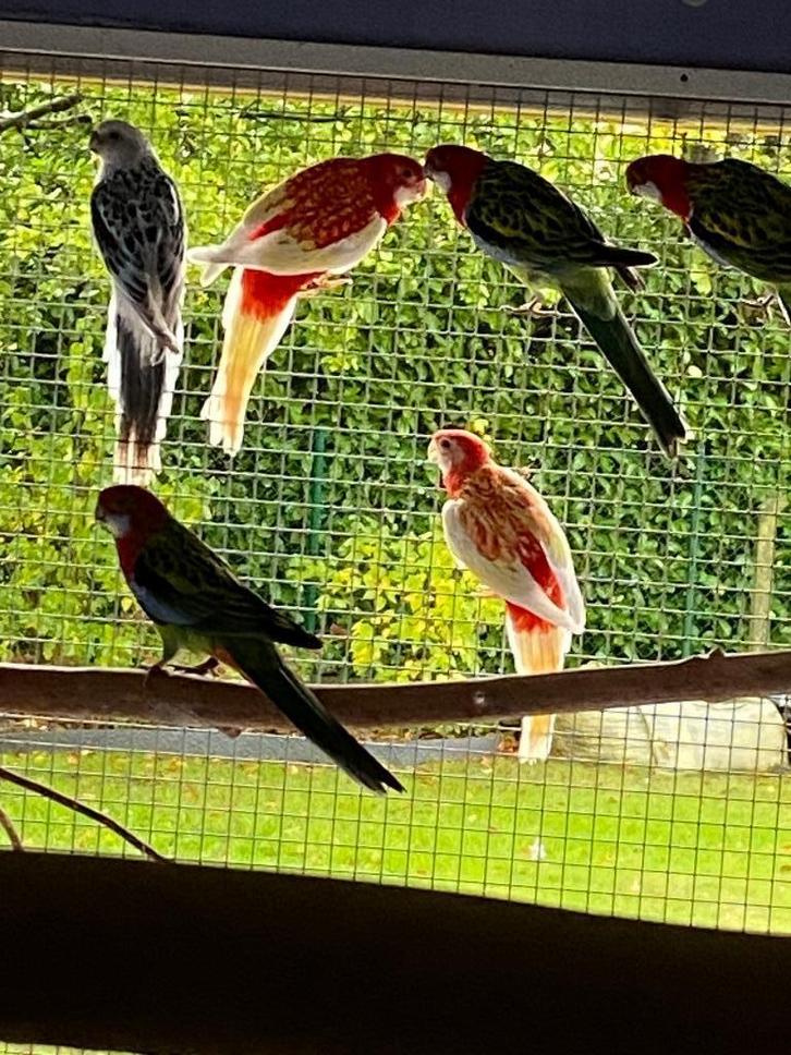 Rosella's, Dieren en Toebehoren, Vogels | Parkieten en Papegaaien, Parkiet, Meerdere dieren, Geringd