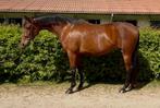Rubina, Dieren en Toebehoren, Paarden, Merrie, Dressuurpaard, Zadelmak, 3 tot 6 jaar