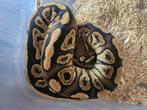 Ballpython black pastel, Dieren en Toebehoren, Reptielen en Amfibieën, Slang, Tam, 0 tot 2 jaar
