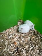 Dwerghamsters, Dieren en Toebehoren, Hamster, Augustus, Meerdere dieren, Tam