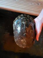 2waterschildpadden +/- 2jaar