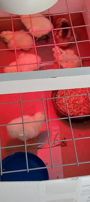Zijdehoen kuikens beschikbaar voor biedingen