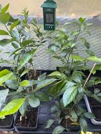 Citrus planten, Minder dan 100 cm, Lente, Volle zon, In pot