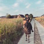 4 jarige merrie (kruising Fjord x Spaans paard), Dieren en Toebehoren