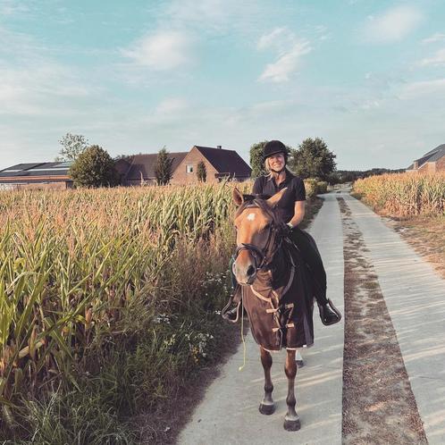 4 jarige merrie (kruising Fjord x Spaans paard), Dieren en Toebehoren, Paarden