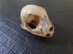 Schedel Kat, Verzamelen, Dierenverzamelingen, Ophalen of Verzenden, Gebruikt, Hond of Kat, Schedel