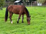 DRINGEND d pony, Dieren en Toebehoren, Pony's, Gechipt, Ruin, 0 tot 2 jaar, Onbeleerd