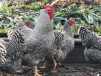 Broedeieren Amrock, Dieren en Toebehoren, Pluimvee