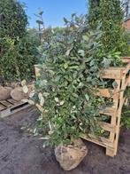 Olijfwilg haagplanten 125-150 cm direct beschikbaar, Tuin en Terras, Ophalen of Verzenden, Overige soorten, Haag, 100 tot 250 cm