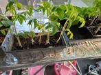 tomatenplant, Tuin en Terras, Kweekspullen, Nieuw, Overige typen, Ophalen