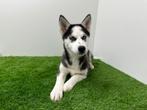Siberische Husky pups, België, 8 tot 15 weken, CDV (hondenziekte), Poolhond