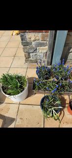 Blauwe Hyacinten in pot, Tuin en Terras, Ophalen of Verzenden
