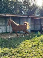 Arabische volbloed hengst, Dieren en Toebehoren, Paarden, Hengst, Onbeleerd, Gechipt, 0 tot 2 jaar