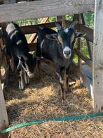 Dwerggeiten, Dieren en Toebehoren, Mannelijk, Geit, 0 tot 2 jaar