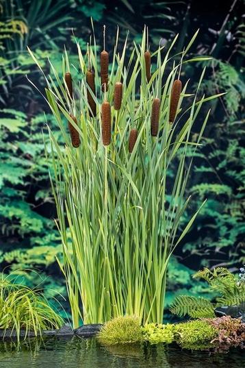 Grote lisdodde / Typha latifolia, Tuin en Terras, Vijvers, Ophalen