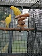 Halsbandparkieten lutino, Dieren en Toebehoren, Geringd