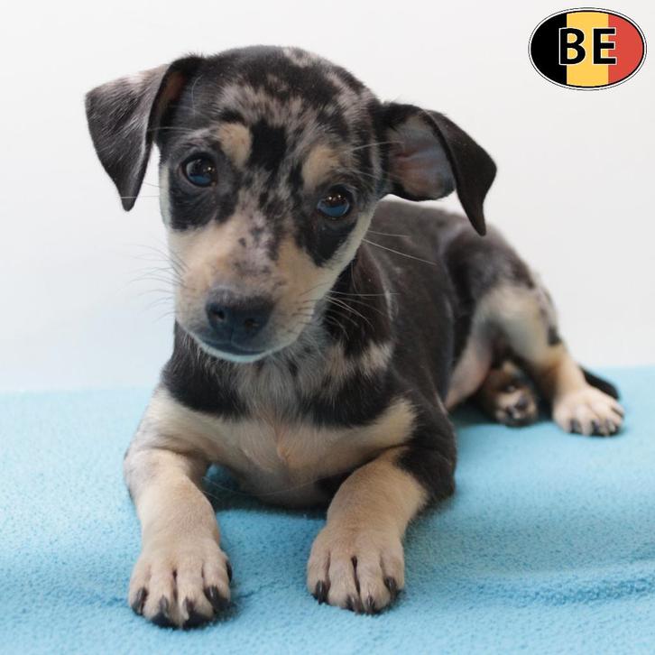 chiots Pinscher à vendre (belges), Animaux & Accessoires, Chiens | Bouledogues, Pinschers & Molossoïdes, Plusieurs animaux, Autres races